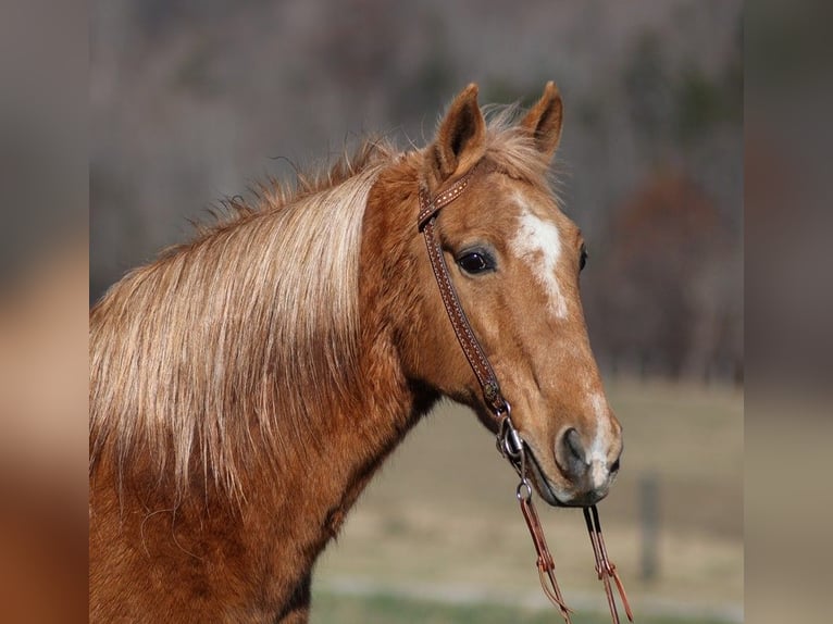 Missouri Foxtrotter Castrone 15 Anni 152 cm Palomino in Whitley City Ky