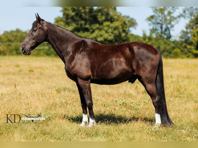 Missouri Foxtrotter Castrone 15 Anni 160 cm Morello in Quitman AR