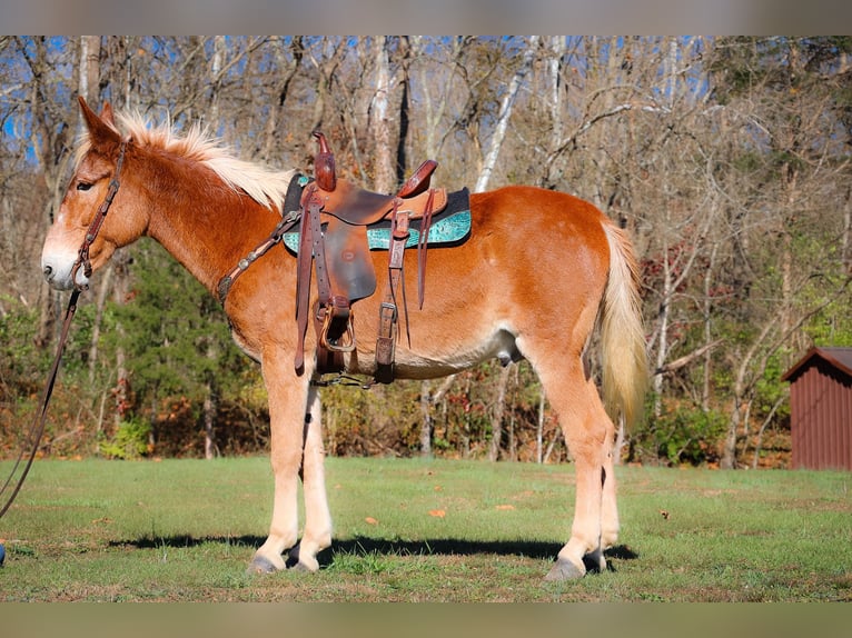 Missouri Foxtrotter Castrone 15 Anni Sauro ciliegia in Flemingsburg KY