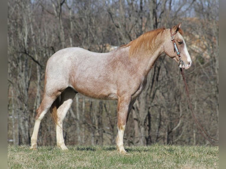 Missouri Foxtrotter Castrone 16 Anni 147 cm in Jamestown KY