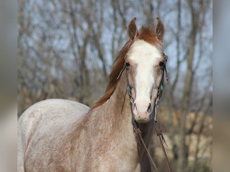 Missouri Foxtrotter Castrone 16 Anni 147 cm Roano rosso in Jamestown KY