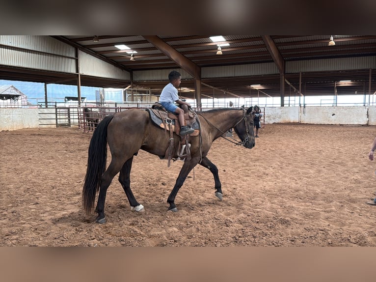 Missouri Foxtrotter Castrone 4 Anni Morello in Wichita Falls
