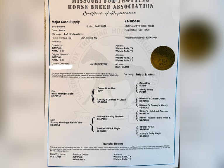Missouri Foxtrotter Castrone 4 Anni Morello in Wichita Falls
