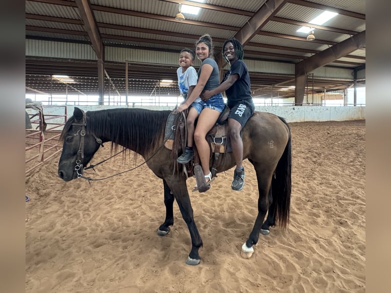 Missouri Foxtrotter Castrone 4 Anni Morello in Wichita Falls