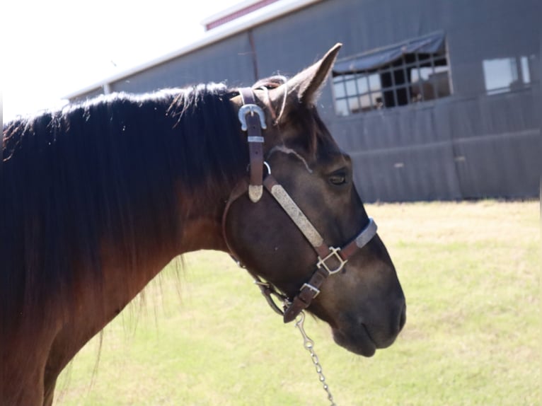 Missouri Foxtrotter Castrone 4 Anni Morello in Wichita Falls