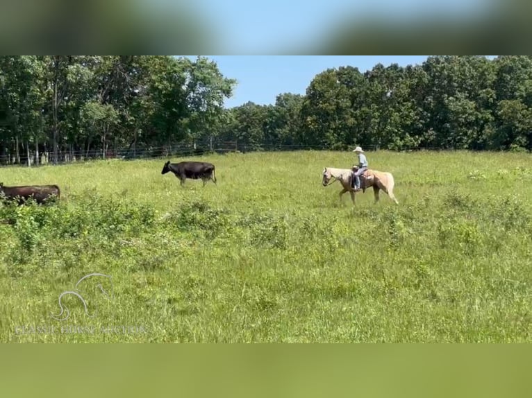 Missouri Foxtrotter Castrone 5 Anni 142 cm Palomino in Houston, MO