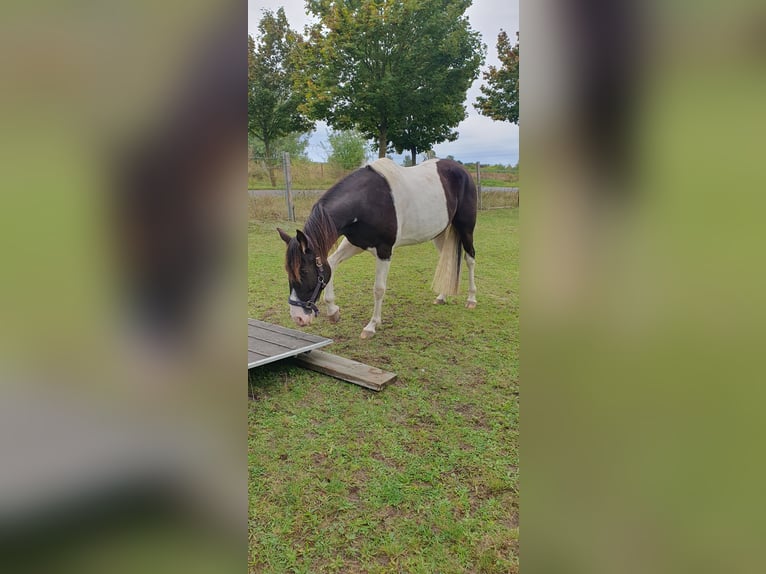 Missouri Foxtrotter Castrone 5 Anni 155 cm Pezzato in Waltersdorf