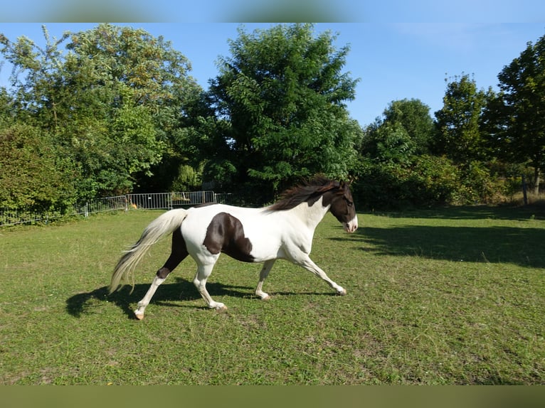 Missouri Foxtrotter Castrone 5 Anni 155 cm Pezzato in Waltersdorf