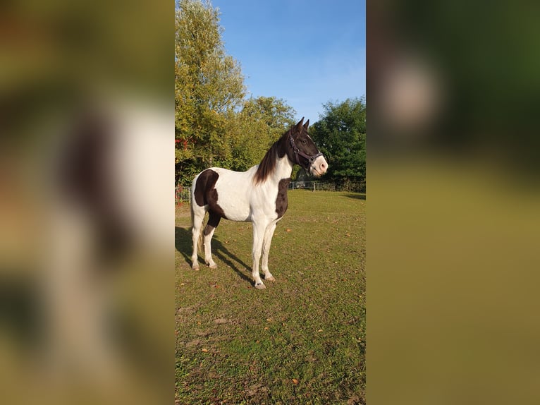 Missouri Foxtrotter Castrone 5 Anni 155 cm Pezzato in Waltersdorf