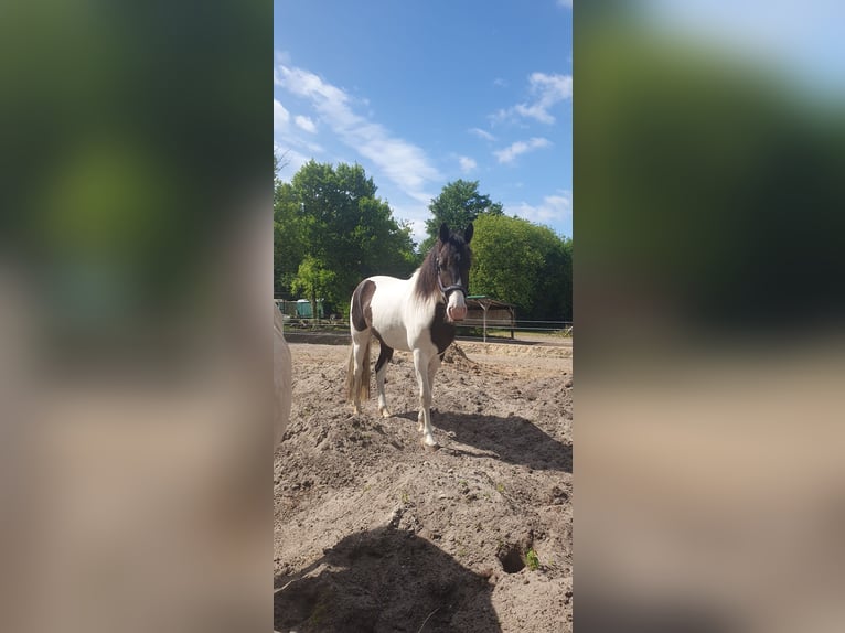 Missouri Foxtrotter Castrone 5 Anni 155 cm Pezzato in Waltersdorf