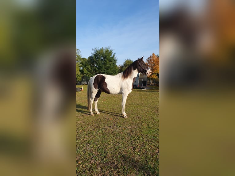 Missouri Foxtrotter Castrone 5 Anni 155 cm Pezzato in Waltersdorf