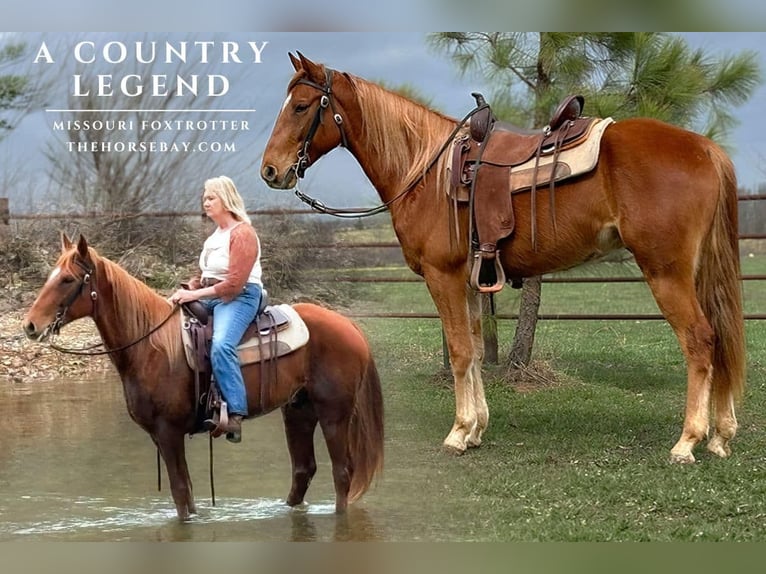 Missouri Foxtrotter Castrone 6 Anni 152 cm Sauro ciliegia in Houston, MO