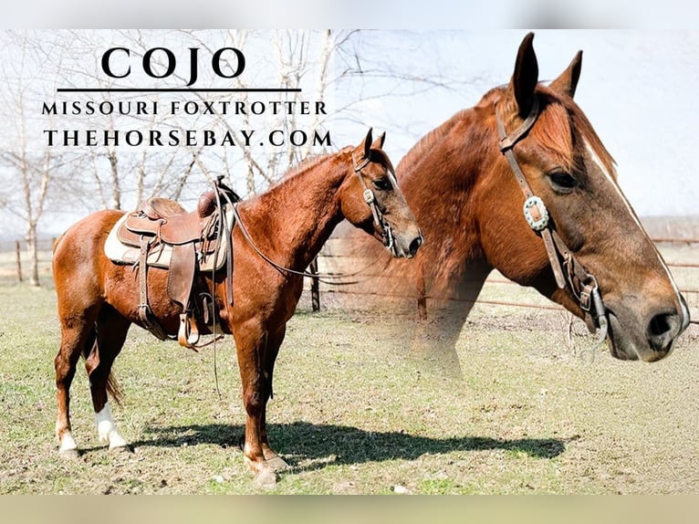 Missouri Foxtrotter Castrone 7 Anni 152 cm Sauro ciliegia in Houston, MO