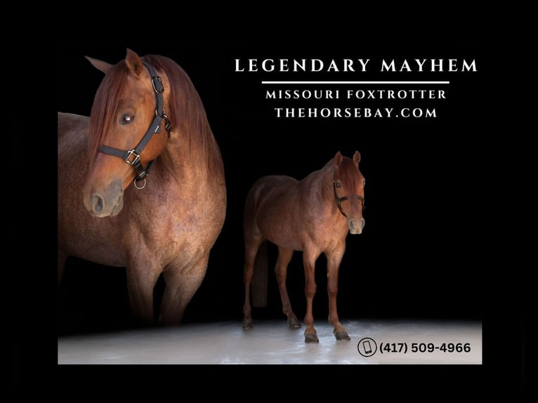 Missouri Foxtrotter Castrone 8 Anni 145 cm Roano rosso in West Springfield, PA