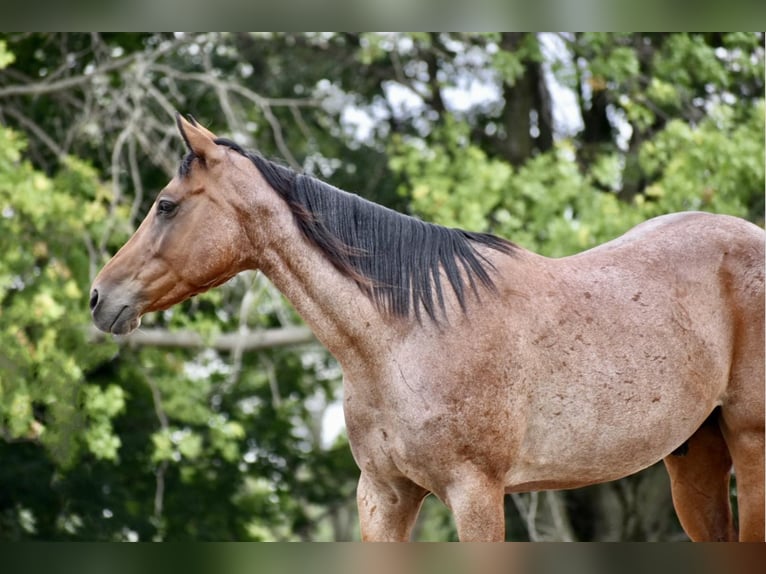 Missouri Foxtrotter Castrone 8 Anni 150 cm Baio roano in Lisbon IA