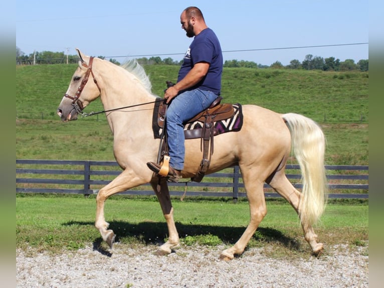 Missouri Foxtrotter Castrone 8 Anni Palomino in Whitley City, KY