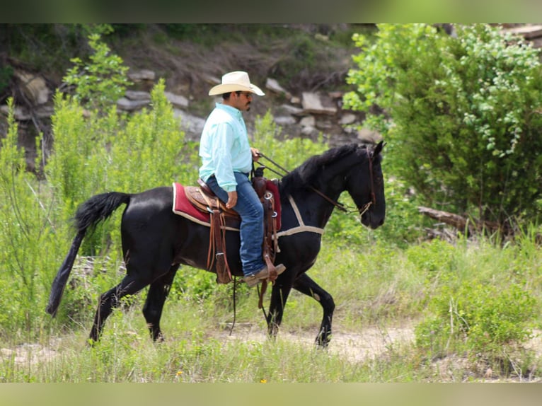 Missouri Foxtrotter Castrone 9 Anni 150 cm Morello in Stephenville Tx