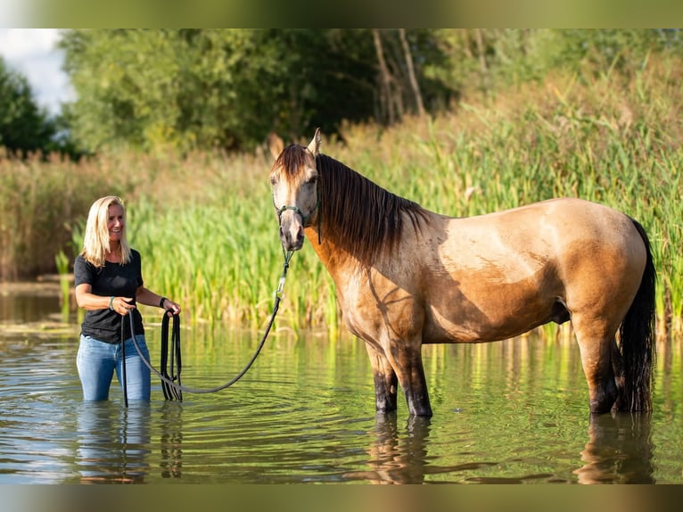 Missouri Foxtrotter Étalon 1 Année Alezan in Blomberg