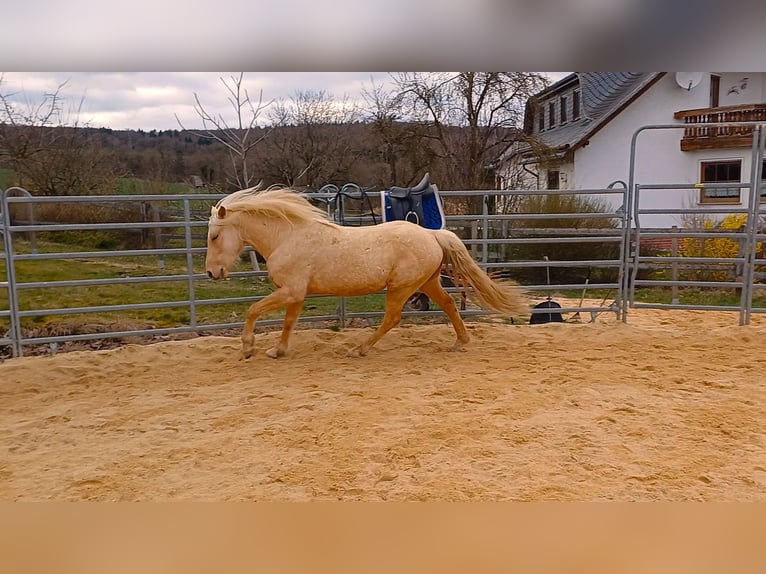 Missouri Foxtrotter Étalon 3 Ans 151 cm Palomino in Winterwerb