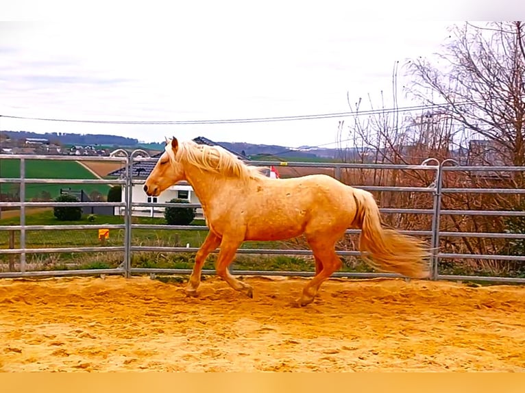 Missouri Foxtrotter Étalon 4 Ans 151 cm Palomino in Winterwerb