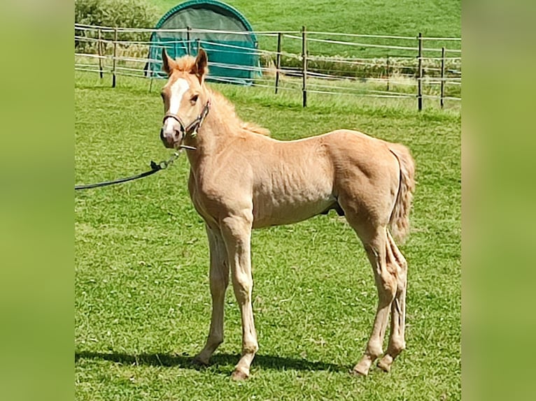 Missouri Foxtrotter Étalon Alezan in Winterwerb