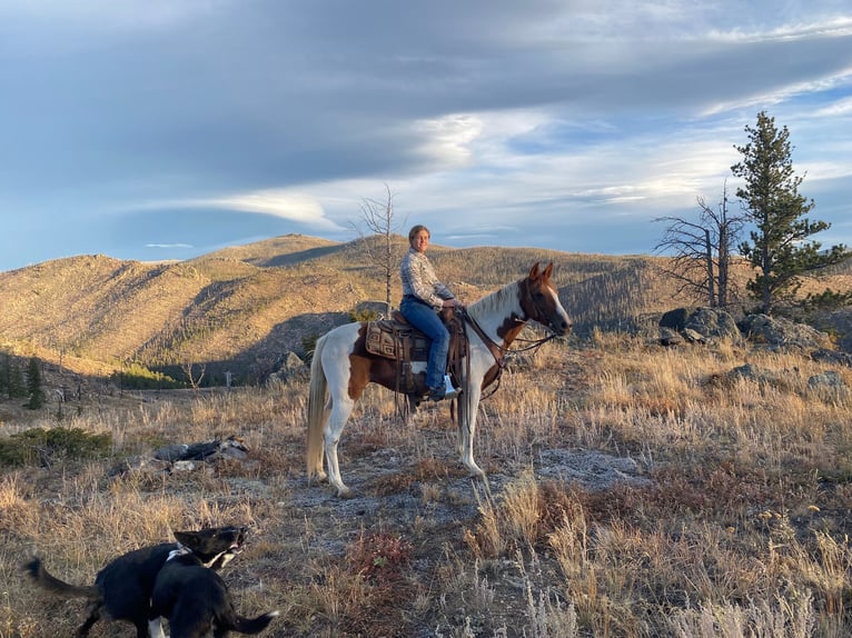 Missouri Foxtrotter Gelding 10 years 14,1 hh Tobiano-all-colors in Nunn Co