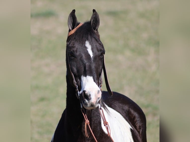 Missouri Foxtrotter Gelding 10 years 14,2 hh Tobiano-all-colors in Whitley City KY