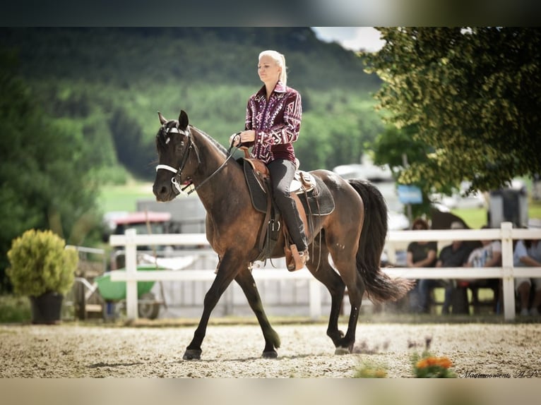 Missouri Foxtrotter Gelding 10 years 14,2 hh Black in Coppenbr&#xFC;gge