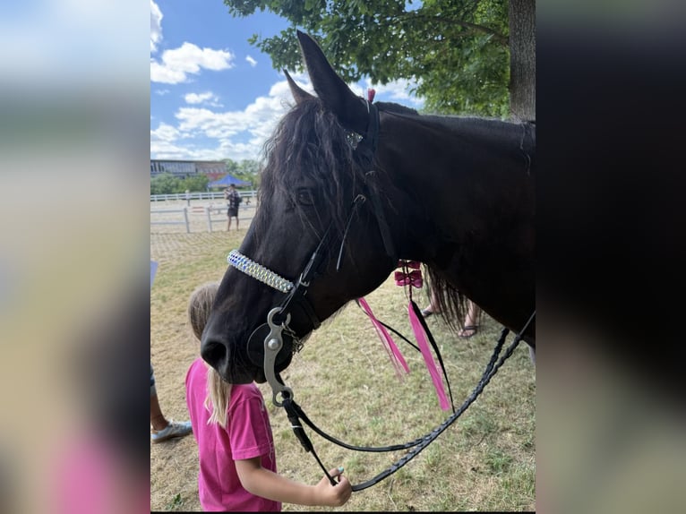 Missouri Foxtrotter Gelding 10 years 14,2 hh Black in Coppenbr&#xFC;gge