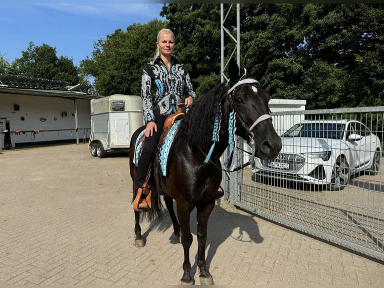 Missouri Foxtrotter Gelding 10 years 14,2 hh Black in Coppenbr&#xFC;gge