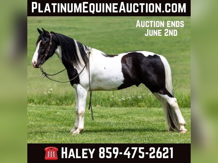 Missouri Foxtrotter Gelding 10 years 15,1 hh Tobiano-all-colors in Ewing KY