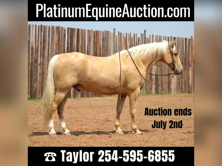 Missouri Foxtrotter Gelding 10 years 15,2 hh Palomino in MOrgan Mill TX