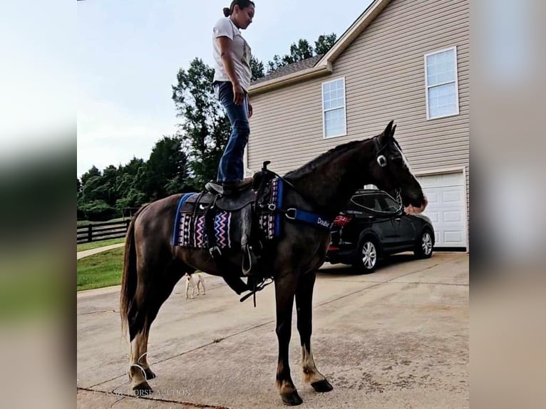 Missouri Foxtrotter Gelding 10 years 15 hh Black in Otis Orchards, WA