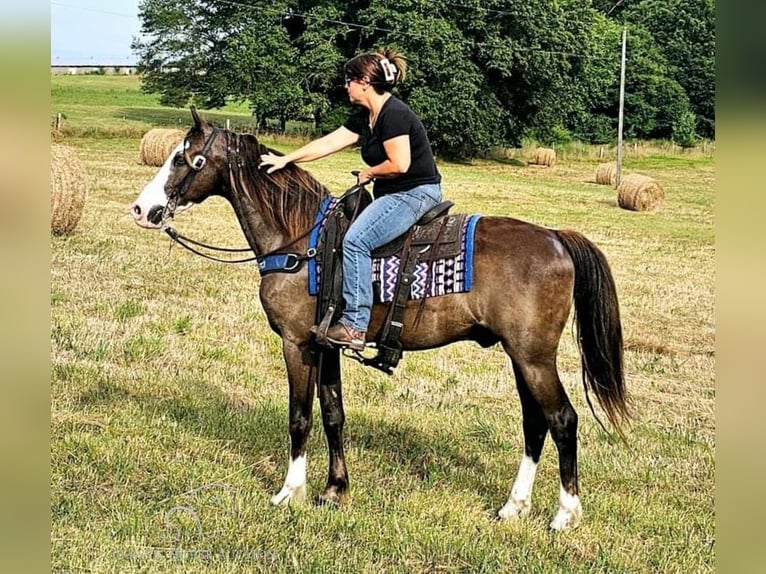 Missouri Foxtrotter Gelding 10 years 15 hh Black in Otis Orchards, WA