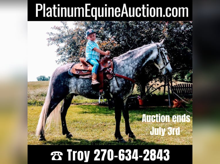 Missouri Foxtrotter Gelding 10 years 15 hh Gray in Columbia KY