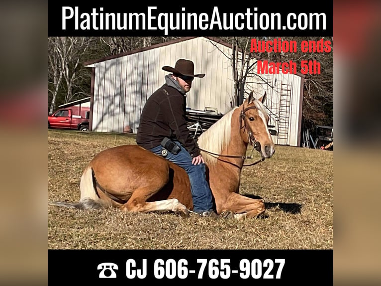Missouri Foxtrotter Gelding 10 years 15 hh Palomino in Whitley City KY