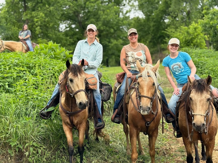 Missouri Foxtrotter Gelding 10 years 15 hh Palomino in Rogersville, MO