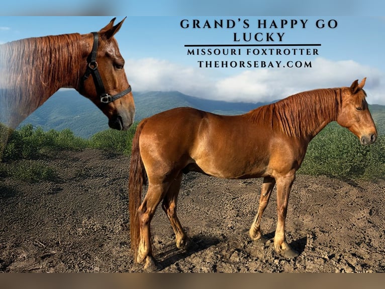 Missouri Foxtrotter Gelding 10 years 15 hh Sorrel in Conway, AR