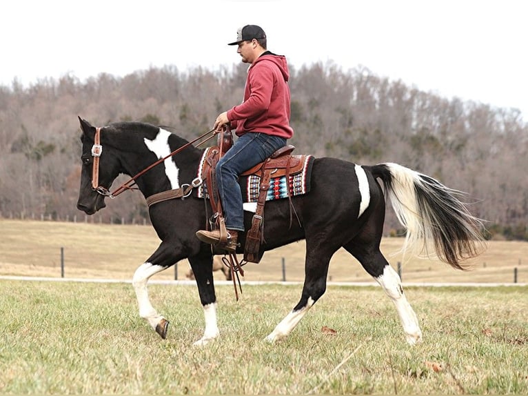 Missouri Foxtrotter Gelding 10 years 15 hh Tobiano-all-colors in Whitley City KY