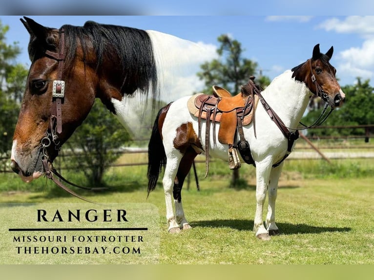 Missouri Foxtrotter Gelding 10 years 15,1 hh Tobiano-all-colors in Houston, MO