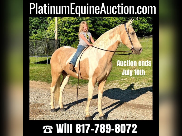 Missouri Foxtrotter Gelding 10 years 16,2 hh Tobiano-all-colors in West Liberty Ky