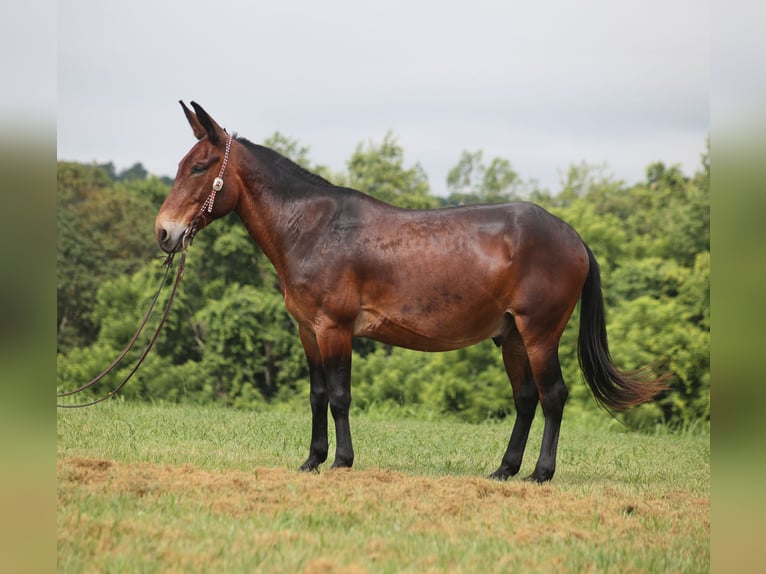Missouri Foxtrotter Gelding 10 years Bay in Whitley City KY
