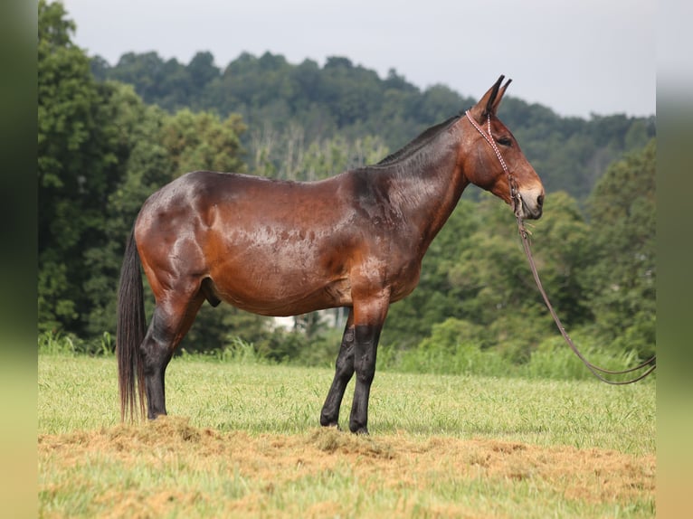Missouri Foxtrotter Gelding 10 years Bay in Whitley City KY
