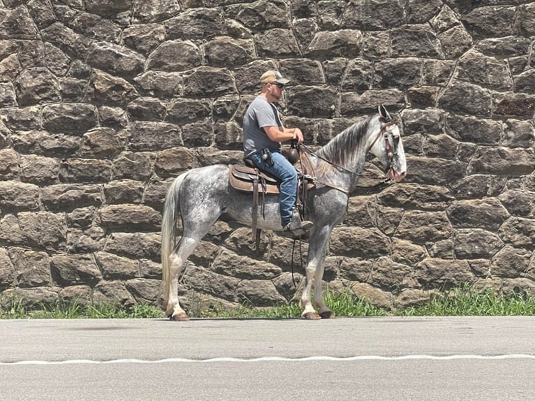 Missouri Foxtrotter Gelding 11 years 15,2 hh Gray in Whitley City KY