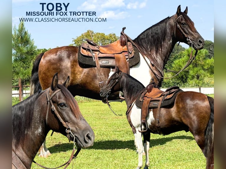 Missouri Foxtrotter Gelding 11 years 15 hh Bay in Houston, MO