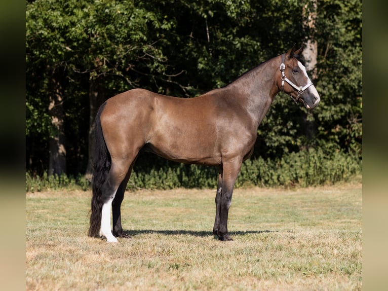 Missouri Foxtrotter Gelding 11 years 15 hh Bay in Marble Hill