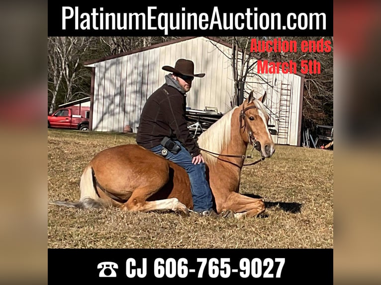 Missouri Foxtrotter Gelding 11 years 15 hh Palomino in Whitley City KY