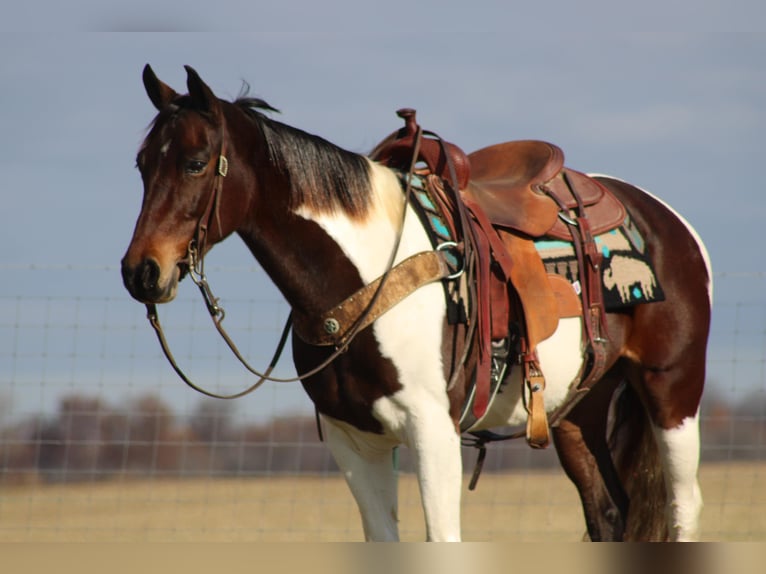 Missouri Foxtrotter Gelding 11 years Bay in sanora Ky