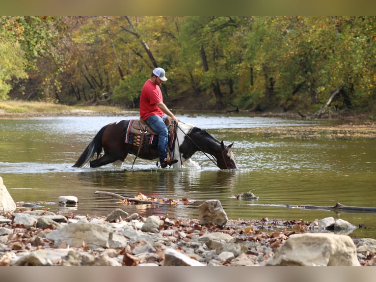 Missouri Foxtrotter Gelding 11 years Bay in sanora Ky