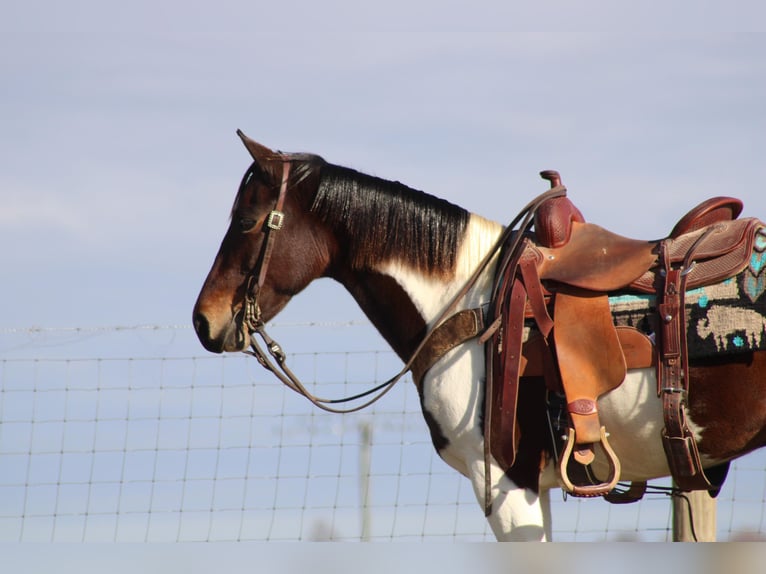 Missouri Foxtrotter Gelding 11 years Bay in sanora Ky